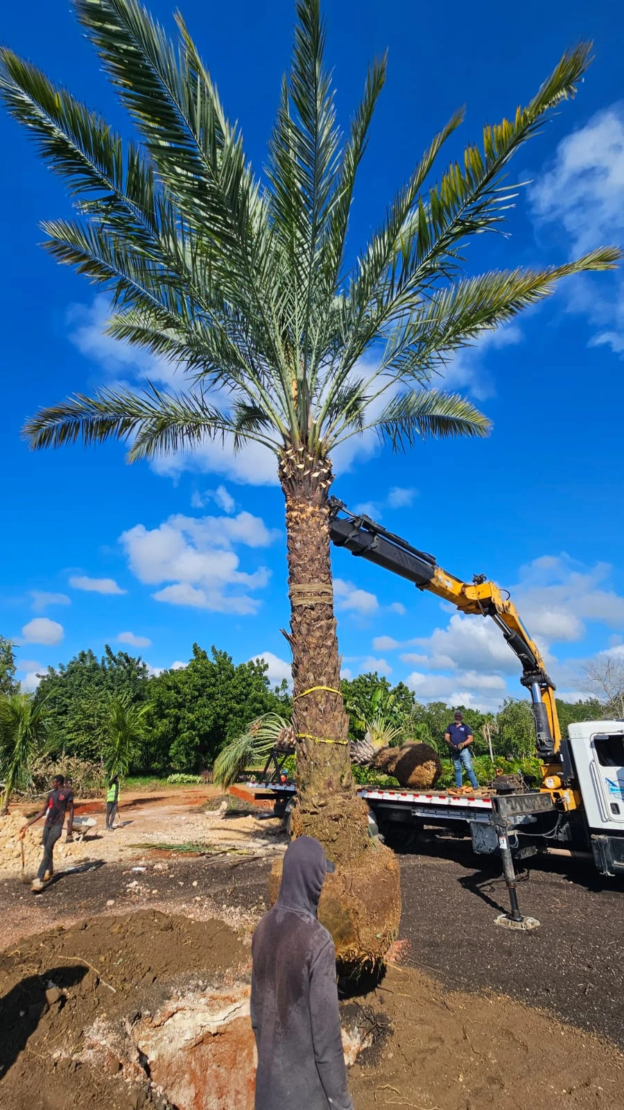 Instalación de palma